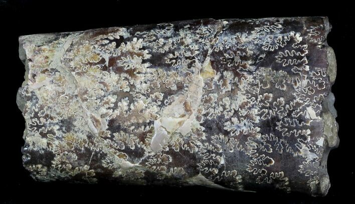 Fossil Baculites Section - South Dakota #33874